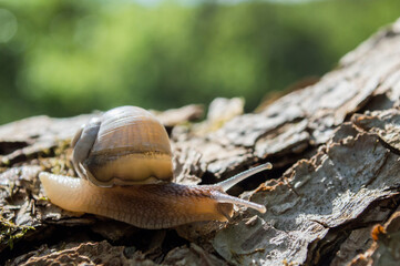 Wild little snail closeup in the green forest with blurred background