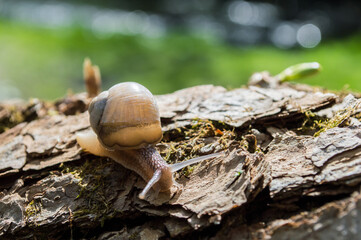 Wild little snail closeup in the green forest with blurred background