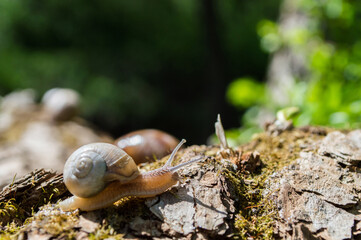 Wild little snail closeup in the green forest with blurred background