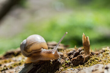 Wild little snail closeup in the green forest with blurred background