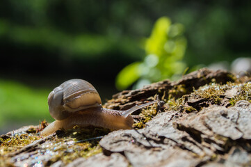 Wild little snail closeup in the green forest with blurred background
