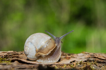 Wild little snail closeup in the green forest with blurred background