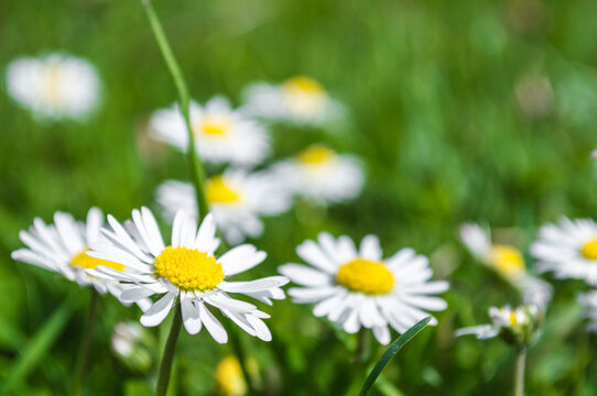 Macro photo of small chamomile flower with white petals
