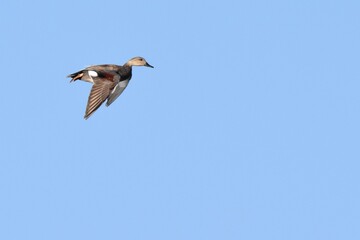 Fototapeta na wymiar A Gadwall flies over the Colorado prairie