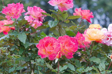 道端に咲く桃色の薔薇の花。秋。 Pink rose flower that blooms in autumn. Flowers blooming on the roadside.	
