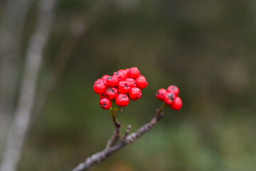 red berries in snow