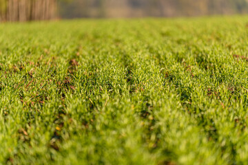 literally shallow depth of field showed on young winter wheat field
