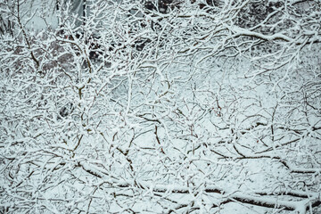 First snow, trees covered in snow in winter, winter background