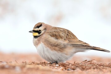 A Horned Lark sits in the snow on the Colorado prairie during a cold winter day.