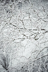 First snow, trees covered in snow in winter, winter background