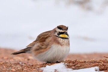 A Horned Lark sits in the snow on the Colorado prairie during a cold winter day.