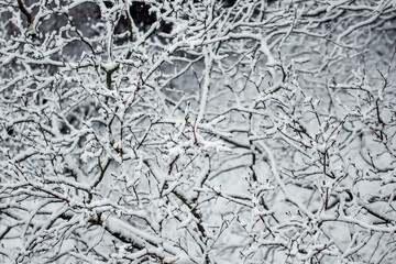 First snow, trees covered in snow in winter, winter background