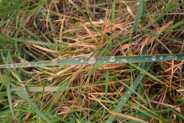 Aerial view on a blade of green grass with multiple transparent rain drops on it in front of dry bright gras in an autumn scenery