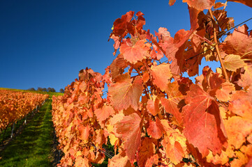 Close-up of red colored vine leaves in a vineyard during autumn. 