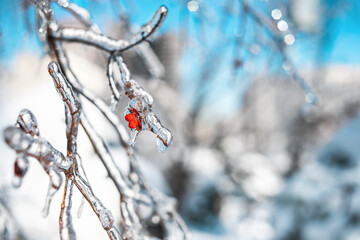 Tree twigs with red berries covered with sparkling snow and ice. Shiny icicles on a tree, blue sky on the background. Cold snowy frosty weather in Winter forest. Natural background with copy space. © Natalia Garidueva