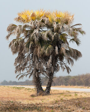 Makalani Palm on the roadside in Northern Namibia.
