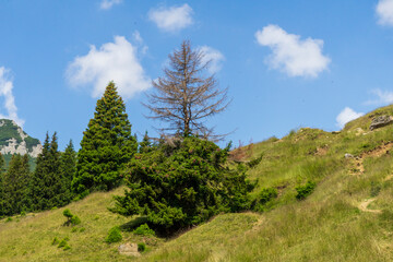 Massive pine tree, half dried, half green, in Bucegi national park, Carpathian mountains, Romania