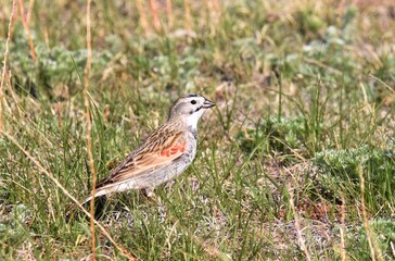 A Thick-billed Longspur wanders the Colorado prairie on a summer day.