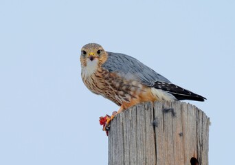 A Merlin eats a small mammal on a telephone pole on the Colorado prairie.