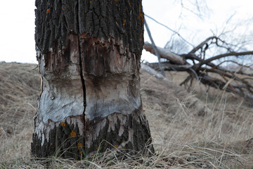 a tree after a beaver