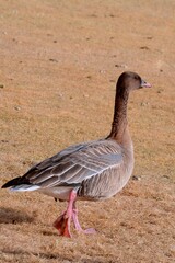 A Pink-footed Goose walks across a frozen pond during the winter.