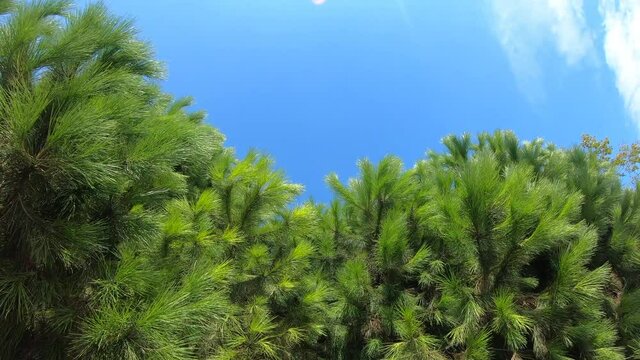 Green pine tree branch in blue sky background. Evergreen tree in sky landscape. Beautiful nature pile leaf. Summer green tree needle. Beautiful fir tree view