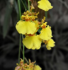 yellow flowers kadnyendance 
