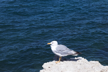 Seagull bird on a rock in profile against a blue ocean background with copy space