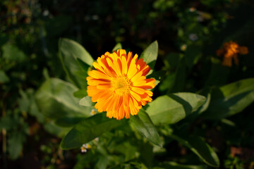 Pot marigold  flower also known as Calendula officinalis, ruddles, common marigold or Scotch marigold. Orange herb