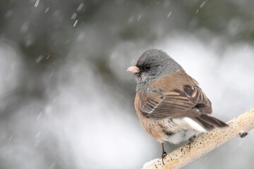 A pink-sided Dark-eyed Junco perches near a bird feeder on a cold Colorado winter day.