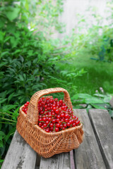 Fototapeta na wymiar basket of ripe juicy red currants on the background of green leaves of the garden. The red currant berries were collected in a basket and left on the bench