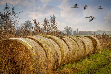 A flock of geese flying over bales of hay