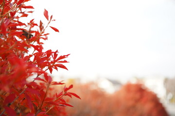 red leaves
