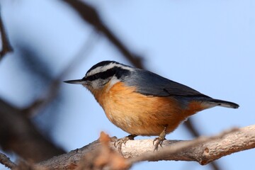 A Red-breasted Nuthatch perches on a pine tree in the Colorado forest on a cold winter day. 