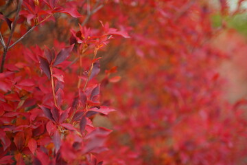 red leaves