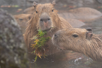 ムシャムシャ食べるカピバラ