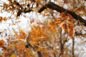 fall