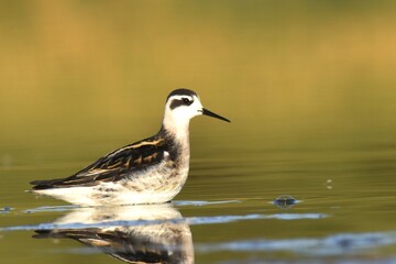 An immature Red-necked Phalarope poses on a small pond in Colorado during fall shorebird migration.