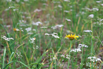 the beauty of the forest flower