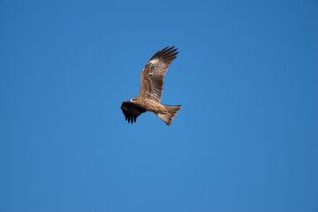 Obraz premium 空を飛ぶ猛禽 トビ