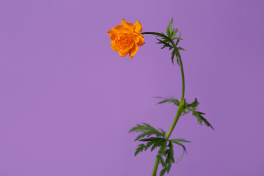 Bright orange marigold flower isolated on purple background.