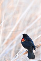 A male Red-winged Blackbird sings from an exposed perch near a marsh on the Colorado prairie. 