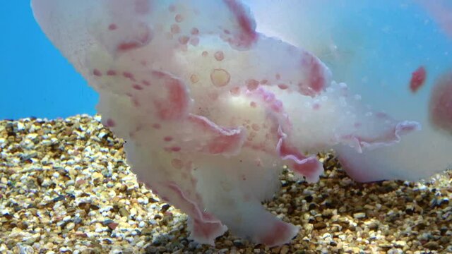 Melibe japonica Eliot swimming in the aquarium. Unique sea slug shot in Japan. Close up. 4K