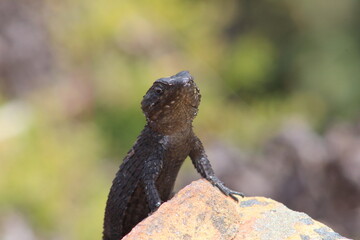 Photos taken in Cape town, Cape of Good Hope, South Africa