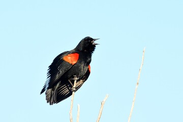 A male Red-winged Blackbird sings from an exposed perch near a marsh on the Colorado prairie. 
