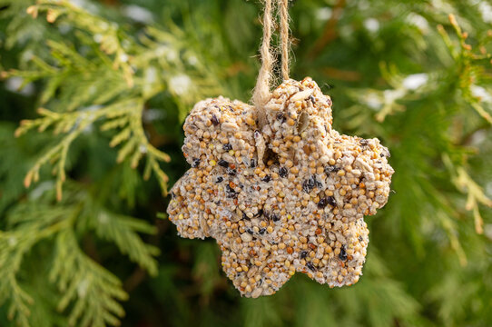 unique homemade manual bird feeder, winter garden. The bird feeder in the shape of a star formed from different types of grains. Protection of wild birds in nature during the cold season