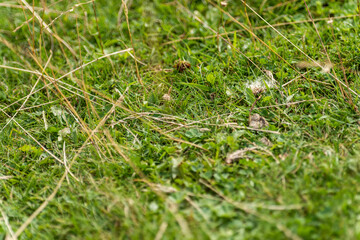 Countryside meadow grass, vegetation and wild field flowers