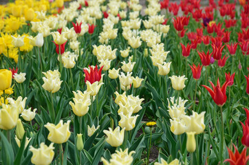Blooming tulips in the spring park