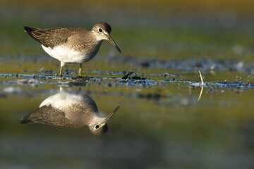A Solitary Sandpiper feeds in a marsh on the Colorado prairie during fall shorebird migration.