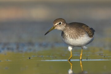 A Solitary Sandpiper feeds in a marsh on the Colorado prairie during fall shorebird migration.